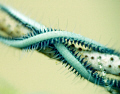   shot nikon D70s 105 macro  